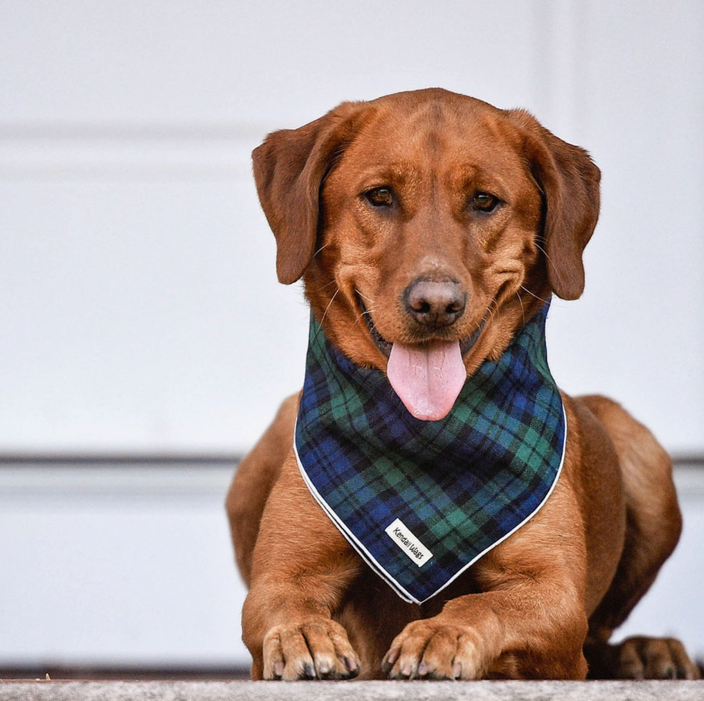 The Green Tartan Flannel Dog Bandana (2 Sizes) - Kendall Wags