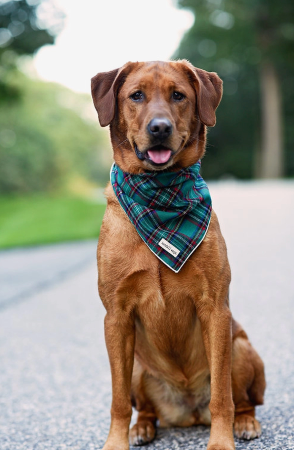 The Holiday Green Tartan Dog Bandana (2 Sizes) - Kendall Wags