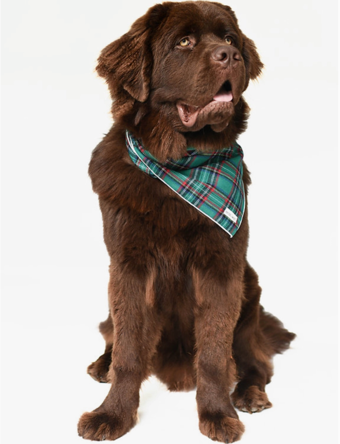 The Holiday Green Tartan Dog Bandana (2 Sizes) - Kendall Wags